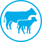 Cattle icon