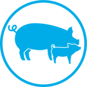Pigs icon