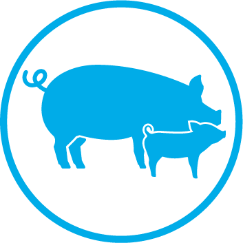 Icono del cerdo