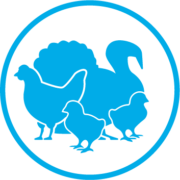 Poultry icon