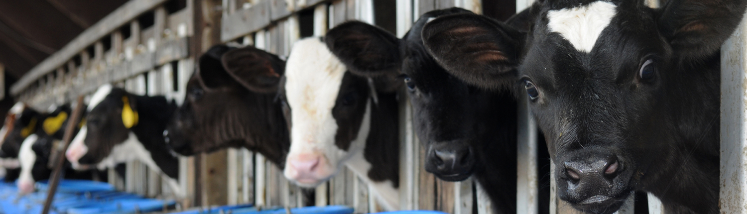 Webbanner Dophavacc calves