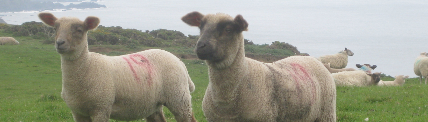 Webbanner Dophavacc sheep2