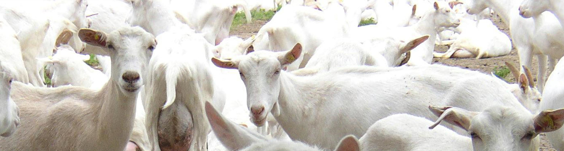 Webbanner Dophavacc cabras