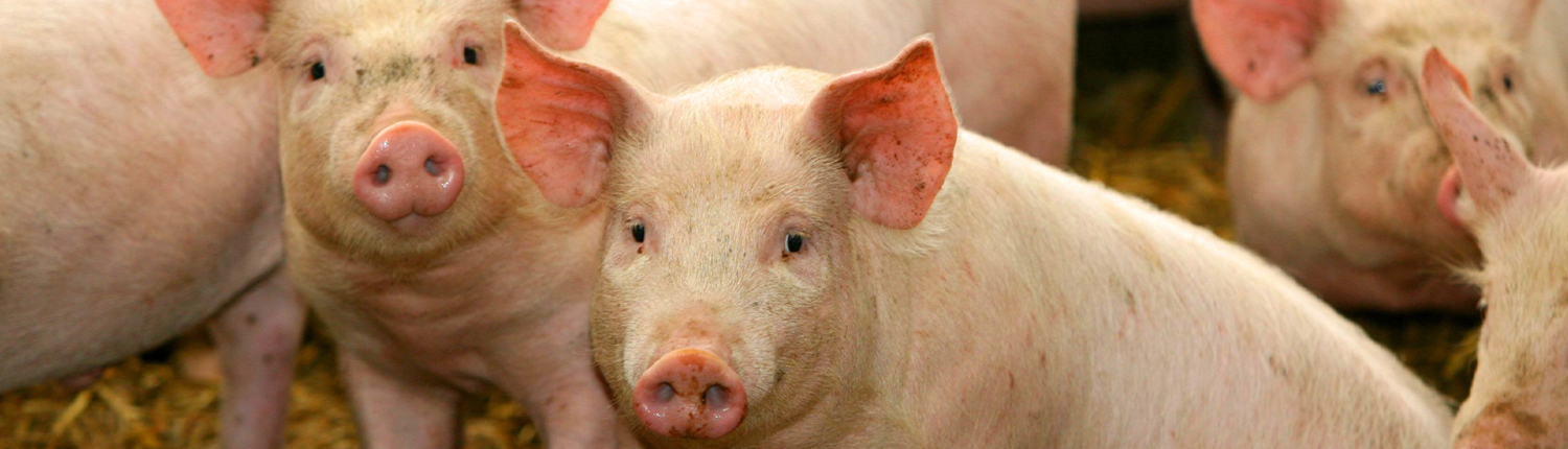 Webbanner Dophavacc swine