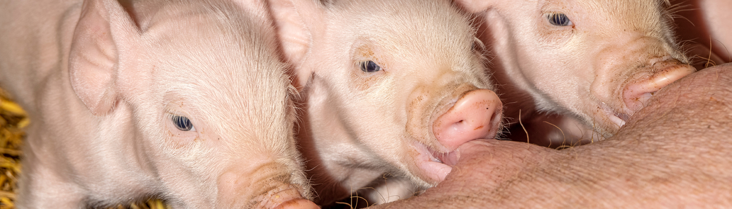 Webbanner Dophavacc piglets