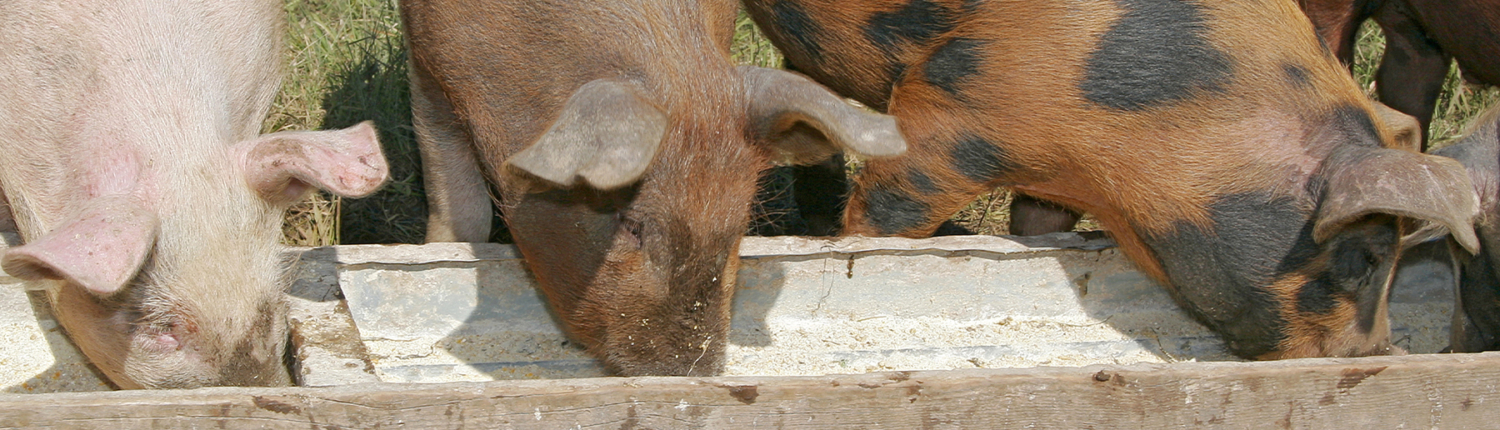 Webbanner Dophavacc swine3