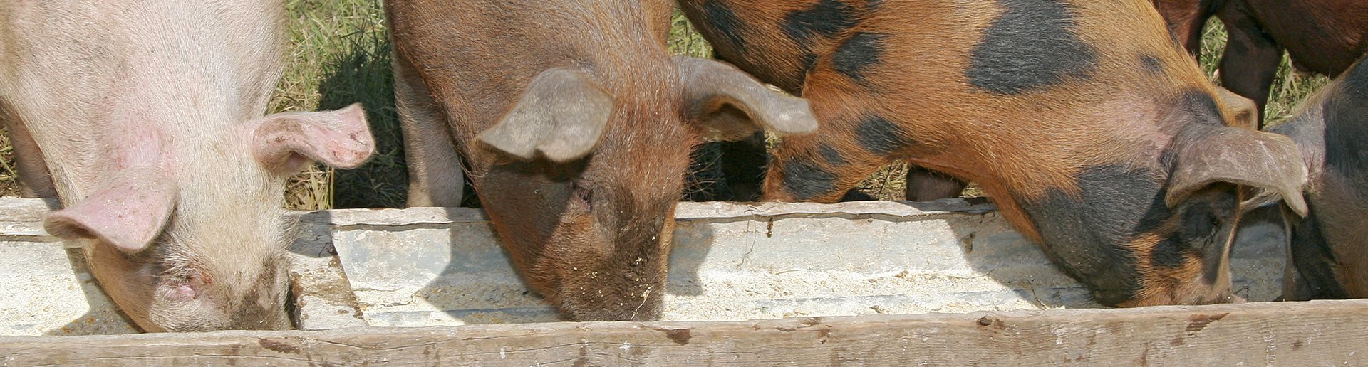 Webbanner Dophavacc świnie3
