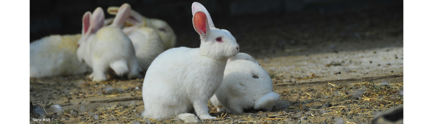 Webbanner Dophavacc minor species lapin